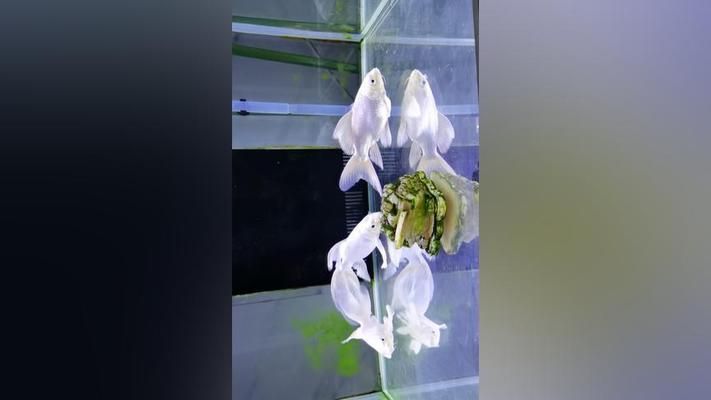 十大最漂亮的球體蝴蝶鯉（最具代表性的球體蝴蝶鯉品種） 十大最漂亮的球體蝴蝶鯉（最具代表性的球體蝴蝶鯉品種） 蝴蝶鯉百科 第1張