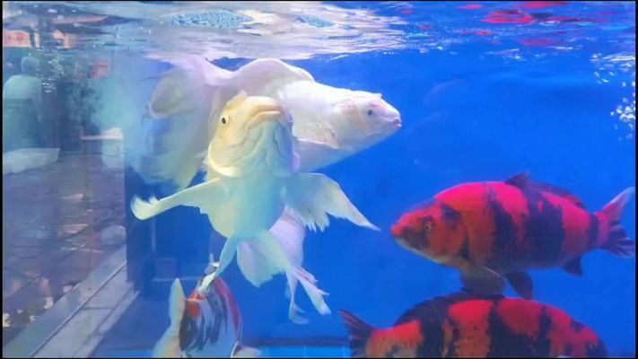 十大最漂亮的球體蝴蝶鯉（最具代表性的球體蝴蝶鯉品種） 十大最漂亮的球體蝴蝶鯉（最具代表性的球體蝴蝶鯉品種） 蝴蝶鯉百科 第2張