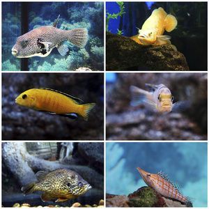 水族館 魚類（上海海洋水族館中常見的水族館魚類及其詳細介紹）