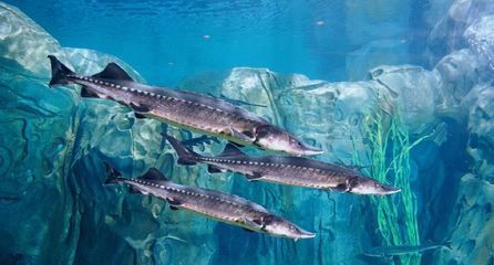 水族館 魚類（上海海洋水族館中常見的水族館魚類及其詳細(xì)介紹）