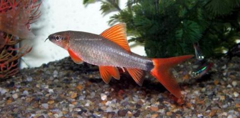 魚缸用多少年，亞克力魚缸與玻璃魚缸比較魚缸擺放的最佳位置選擇