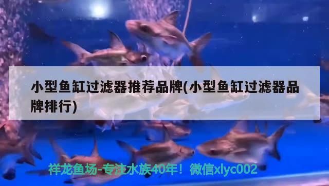 小型魚缸過濾器推薦品牌(小型魚缸過濾器品牌排行)