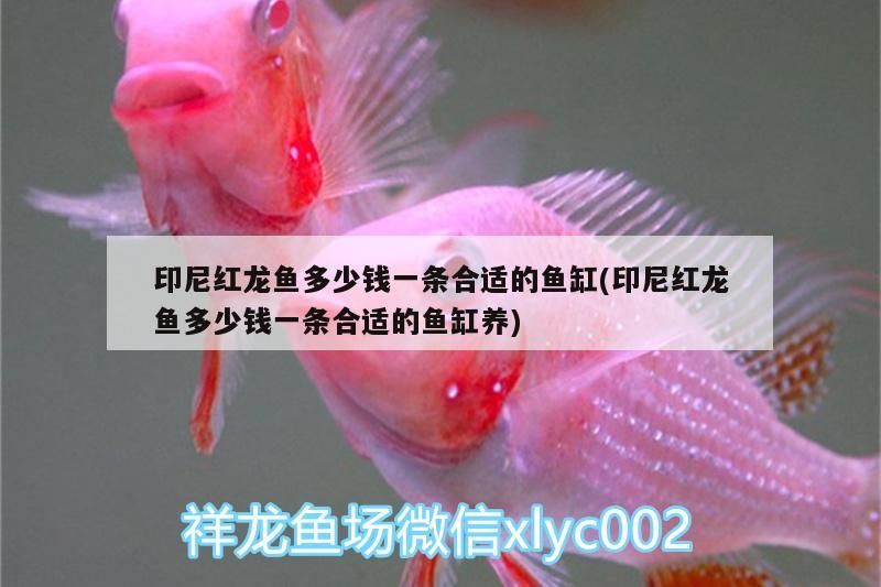 印尼紅龍魚多少錢一條合適的魚缸(印尼紅龍魚多少錢一條合適的魚缸養(yǎng)) 印尼紅龍魚多少錢一條合適的魚缸(印尼紅龍魚多少錢一條合適的魚缸養(yǎng)) 紅龍魚百科