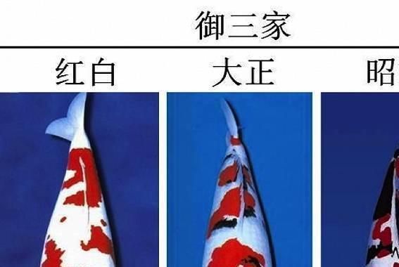 龍鳳錦鯉什么顏色最貴（龍鳳錦鯉價格排行榜）