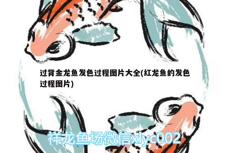 過背金龍魚發色過程圖片大全(紅龍魚的發色過程圖片)