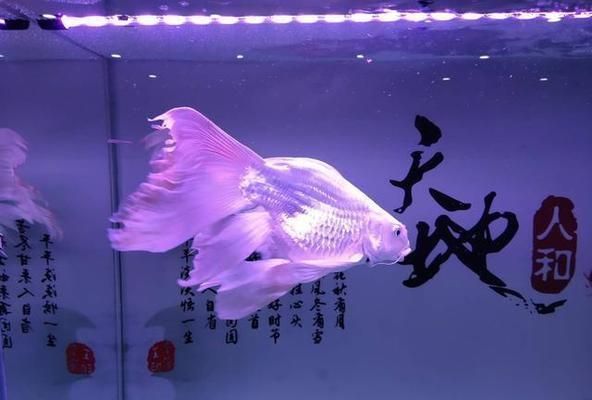 蝴蝶錦鯉短身和球身哪個好（蝴蝶錦鯉短身與球身區別）