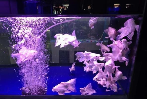 蝴蝶錦鯉短身和球身哪個好（蝴蝶錦鯉短身與球身區別） 蝴蝶錦鯉短身和球身哪個好（蝴蝶錦鯉短身與球身區別） 蝴蝶鯉百科 第2張