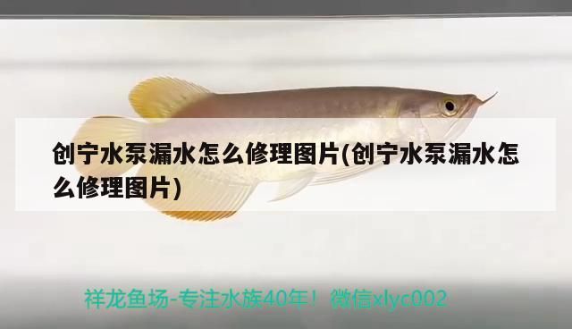 新到家的小虎魚 創(chuàng)寧水泵漏水怎么修理圖片(創(chuàng)寧水泵漏水怎么修理圖片) 創(chuàng)寧水族 創(chuàng)寧水泵漏水怎么修理圖片(創(chuàng)寧水泵漏水怎么修理圖片) 創(chuàng)寧水泵漏水怎么修理圖片(創(chuàng)寧水泵漏水怎么修理圖片) 創(chuàng)寧水族