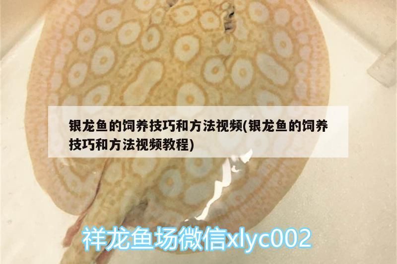 銀龍魚(yú)的飼養(yǎng)技巧和方法視頻(銀龍魚(yú)的飼養(yǎng)技巧和方法視頻教程)
