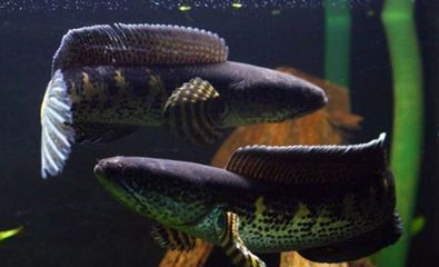 紅龍魚兩個月不吃食vs祥龍魚場：紅龍魚兩個月不吃食怎么辦