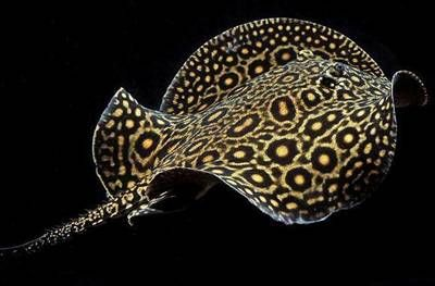 魟魚幼魚:魟魚幼魚的飼養注意事項 魟魚百科 第2張 魟魚幼魚:魟魚幼魚的飼養注意事項 魟魚幼魚:魟魚幼魚的飼養注意事項 魟魚百科 第2張