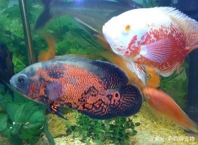 招財(cái)貓魚和龍魚混養(yǎng)好嗎圖片大全：招財(cái)貓魚與龍魚混養(yǎng)，利弊權(quán)衡與養(yǎng)殖要點(diǎn)
