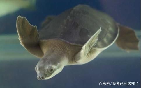 豬鼻龜吃什么？：豬鼻龜主要吃什么，豬鼻龜食物過敏原有哪些