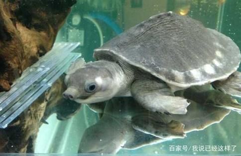 豬鼻龜吃什么？：豬鼻龜主要吃什么，豬鼻龜食物過敏原有哪些