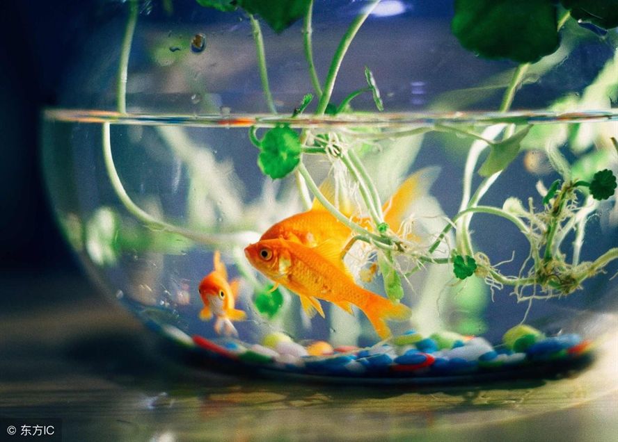 招財貓魚和龍魚混養好嗎視頻：招財貓魚與龍魚混養，利弊權衡與養殖要點