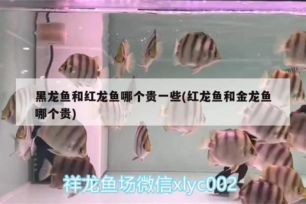 招財貓魚和龍魚混養好嗎視頻：招財貓魚與龍魚混養，利弊權衡與養殖要點