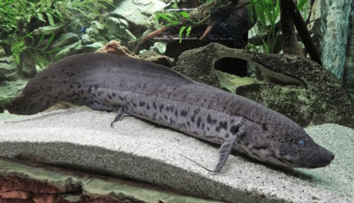 招財貓魚和龍魚混養的視頻：招財貓魚與龍魚混養，打造獨特水族景觀的奧秘