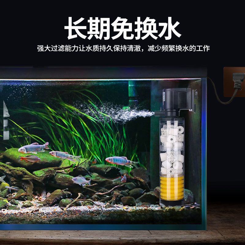 招財貓魚和龍魚的區別是什么意思啊：招財貓魚與龍魚，水下世界的迥異風華