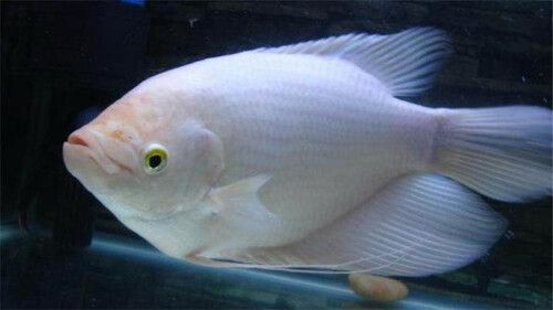 招財貓魚和龍魚的區別是什么呢圖片：招財貓魚與龍魚，差異盡顯，各具魅力