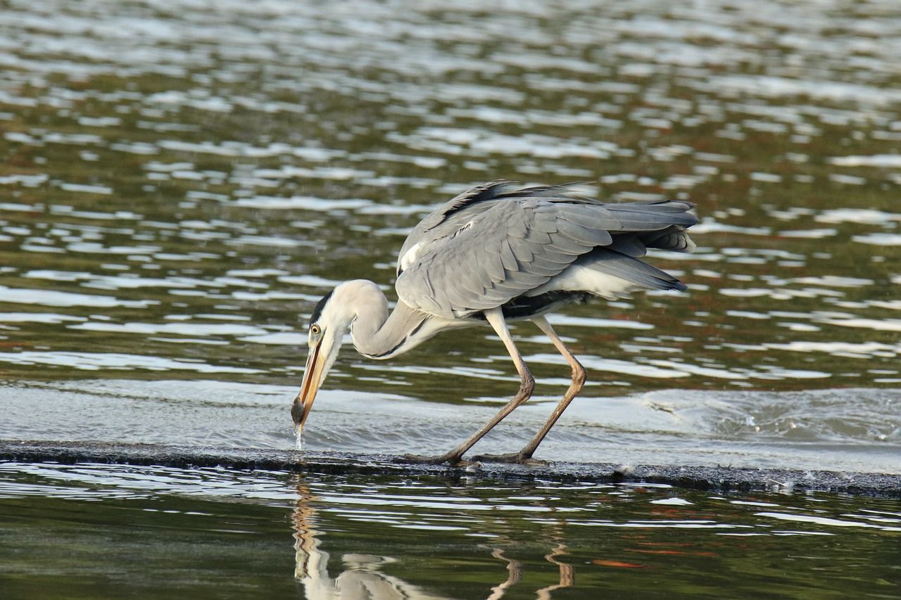 元寶鳳凰魚(yú)（元寶鳳凰魚(yú)吃小魚(yú)嗎） 元寶鳳凰魚(yú)（元寶鳳凰魚(yú)吃小魚(yú)嗎） 元寶鳳凰魚(yú)百科 第3張