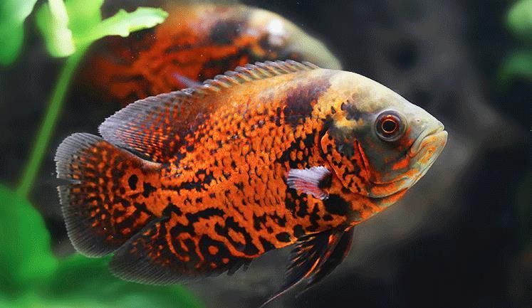 不怕冷的熱帶觀賞魚（不怕冷的熱帶觀賞魚有哪些？）