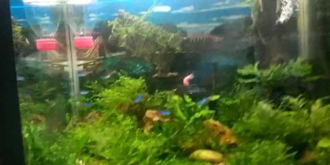 30cm的魚缸能養多少斑馬魚和蝦：30cm的魚缸養斑馬魚和蝦的一些結論 30cm的魚缸能養多少斑馬魚和蝦：30cm的魚缸養斑馬魚和蝦的一些結論 魚缸百科 第1張