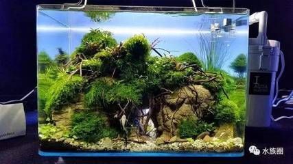 30cm的魚缸能養多少斑馬魚和蝦：30cm的魚缸養斑馬魚和蝦的一些結論 30cm的魚缸能養多少斑馬魚和蝦：30cm的魚缸養斑馬魚和蝦的一些結論 魚缸百科 第2張