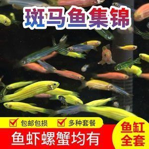 30cm的魚缸能養多少斑馬魚和蝦：30cm的魚缸養斑馬魚和蝦的一些結論 30cm的魚缸能養多少斑馬魚和蝦：30cm的魚缸養斑馬魚和蝦的一些結論 魚缸百科 第4張