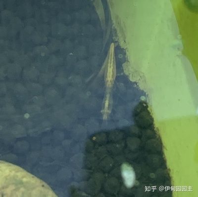 30cm的魚缸能養多少斑馬魚和蝦：30cm的魚缸養斑馬魚和蝦的一些結論 30cm的魚缸能養多少斑馬魚和蝦：30cm的魚缸養斑馬魚和蝦的一些結論 魚缸百科 第3張