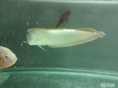 養龍魚的魚缸里能放清道夫嗎：養龍魚的魚缸里可以放清道夫魚嗎？