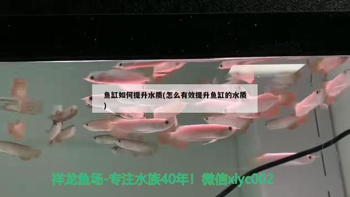 招財(cái)貓魚吃金龍魚視頻大全：招財(cái)貓魚與金龍魚的奇妙邂逅，吃與被吃的視頻背后