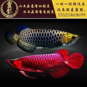 過背金龍魚苗挑選：如何辨別過背金龍魚苗市場價格 過背金龍魚苗挑選：如何辨別過背金龍魚苗市場價格 金龍魚百科 第2張