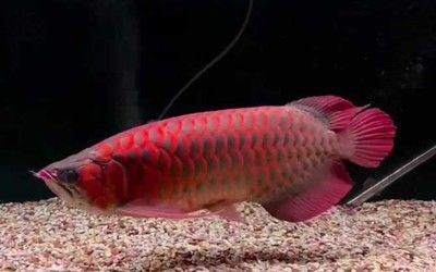 如何通過(guò)光照改善金龍魚(yú)體色：光照對(duì)金龍魚(yú)體色的影響