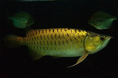 如何通過(guò)光照改善金龍魚(yú)體色：光照對(duì)金龍魚(yú)體色的影響