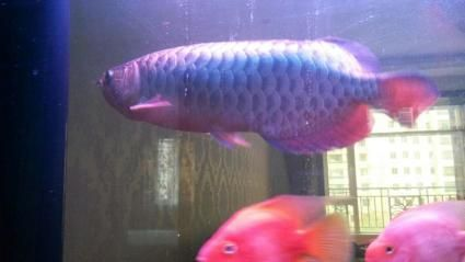 如何通過(guò)光照改善金龍魚(yú)體色：光照對(duì)金龍魚(yú)體色的影響