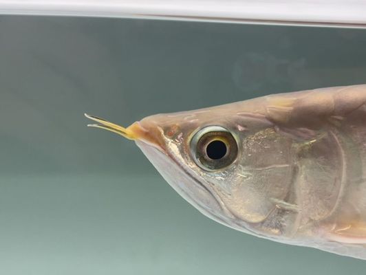 金龍魚的水溫多少合適vs祥龍魚場:金龍魚的適宜水溫與祥龍魚場之間的差異,金龍魚的養殖技術要點 vs祥龍魚場 第4張 金龍魚的水溫多少合適vs祥龍魚場:金龍魚的適宜水溫與祥龍魚場之間的差異,金龍魚的養殖技術要點 金龍魚的水溫多少合適vs祥龍魚場:金龍魚的適宜水溫與祥龍魚場之間的差異,金龍魚的養殖技術要點 vs祥龍魚場 第4張