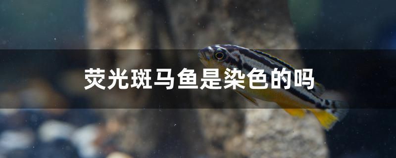 蒙陰縣興苗花卉店 蒙陰縣興苗花卉店 全國水族館企業名錄 第2張