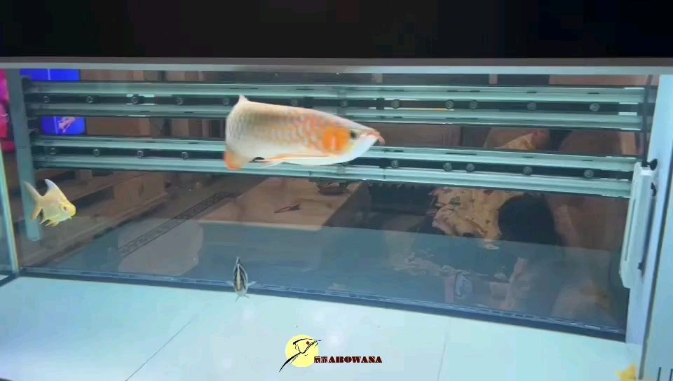 最好養的觀賞魚排行榜冷水魚有哪些（最好養的冷水魚排行榜及圖片） 最好養的觀賞魚排行榜冷水魚有哪些（最好養的冷水魚排行榜及圖片） 仟湖
