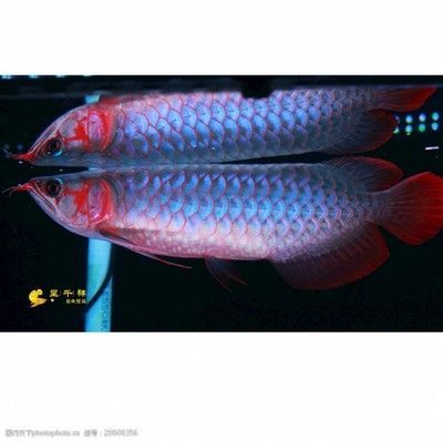 廣州孟吉爾：廣州孟吉爾水族貿易有限公司