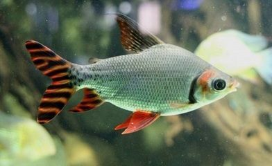 招財貓和龍魚吃什么飼料：招財貓與龍魚的飲食探秘，習性、選擇與喂養要點 招財貓和龍魚吃什么飼料：招財貓與龍魚的飲食探秘，習性、選擇與喂養要點 龍魚百科 第3張