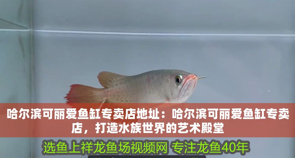哈爾濱可麗愛魚缸專賣店地址：哈爾濱可麗愛魚缸專賣店，打造水族世界的藝術(shù)殿堂