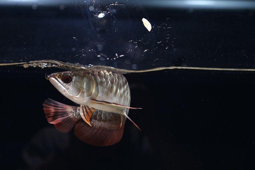 鶴壁水族館李亞四投喂 李亞四龍魚 第3張 鶴壁水族館李亞四投喂 鶴壁水族館李亞四投喂 李亞四龍魚 第3張