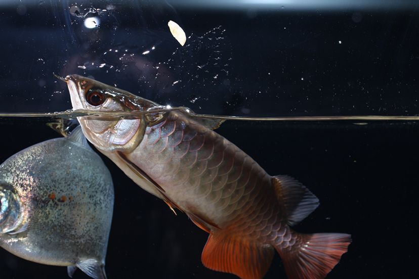 鶴壁水族館李亞四投喂 李亞四龍魚 第5張 鶴壁水族館李亞四投喂 鶴壁水族館李亞四投喂 李亞四龍魚 第5張