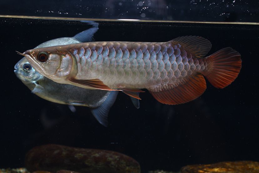 鶴壁水族館李亞四投喂 李亞四龍魚 第6張 鶴壁水族館李亞四投喂 鶴壁水族館李亞四投喂 李亞四龍魚 第6張