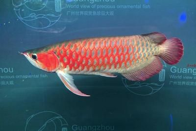 2024年廣州世界觀賞魚珍品大觀：2020年廣州世界觀賞魚珍品大觀開幕式時間和參觀時間 2024年廣州世界觀賞魚珍品大觀：2020年廣州世界觀賞魚珍品大觀開幕式時間和參觀時間 魚缸百科 第2張