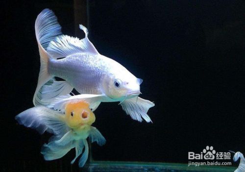 蝴蝶鯉魚好養嗎(蝴蝶鯉魚的飼養要點) 蝴蝶鯉百科 第2張 蝴蝶鯉魚好養嗎(蝴蝶鯉魚的飼養要點) 蝴蝶鯉魚好養嗎(蝴蝶鯉魚的飼養要點) 蝴蝶鯉百科 第2張