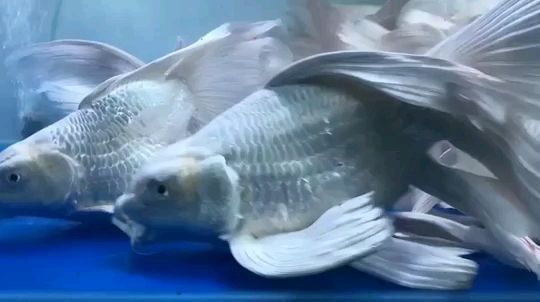 球形蝴蝶鯉怎么養(yǎng)才會圓（如何讓球形蝴蝶鯉保持圓潤體型）