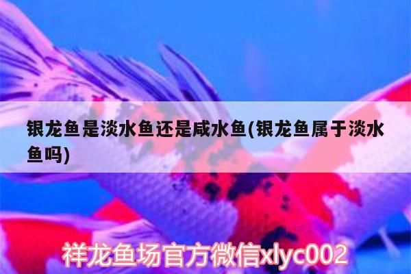 龍魚干蝦有營養(yǎng)嗎 銀龍魚是淡水魚還是咸水魚(銀龍魚屬于淡水魚嗎) 銀龍魚百科 銀龍魚是淡水魚還是咸水魚(銀龍魚屬于淡水魚嗎) 銀龍魚是淡水魚還是咸水魚(銀龍魚屬于淡水魚嗎) 銀龍魚百科