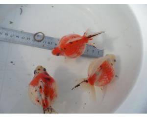 觀賞魚交易平臺哪個好用（如何選擇觀賞魚交易平臺）
