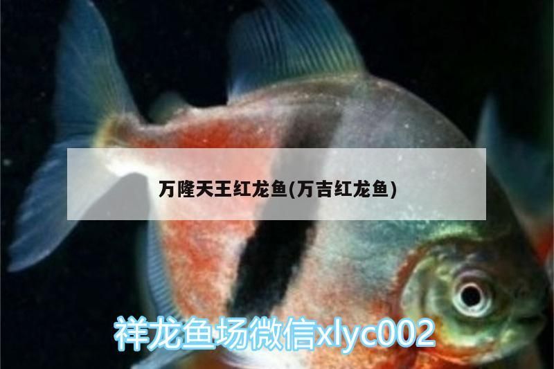 萬隆天王紅龍魚(萬吉紅龍魚)